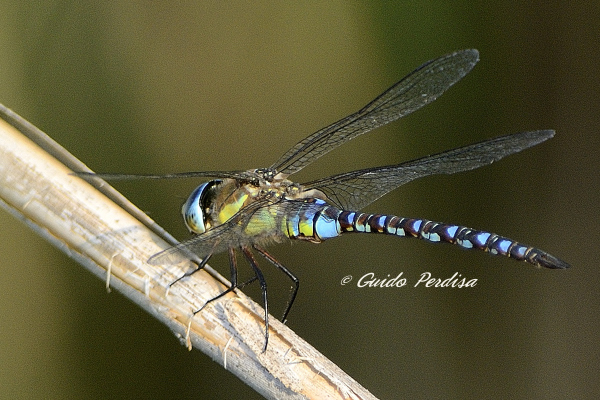 Anax parthenope, in volo? - No, Aeshna mixta